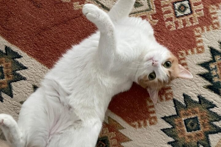 CANLI Kedi yatarken oyun oynuyor, evcil hayvan sevgisi ve doğal yaşam, sevimli ve rahatlatıcı kedi fotoğrafı, evde kedinin eğlenceli anları, evcil hayvan bakım ve mutluluk teması, kaliteli kedi fotoğrafı, ev ortamında kedilerin sevinçli hali, Pet lovers için ideal.