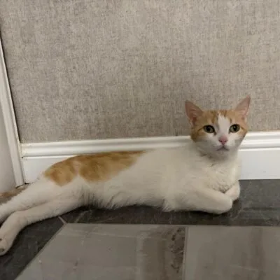 Evcil kedi, sırtı düz ve kısa tüylü, beyaz ve turunc renk karması, dikkat çekici yeşil gözleriyle çizilmiş, serbest pozisyonda, ev ortamında sakin ve huzurlu bir şekilde dinleniyor.