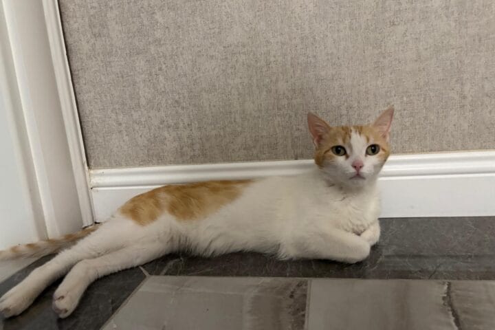 Evcil kedi, sırtı düz ve kısa tüylü, beyaz ve turunc renk karması, dikkat çekici yeşil gözleriyle çizilmiş, serbest pozisyonda, ev ortamında sakin ve huzurlu bir şekilde dinleniyor.