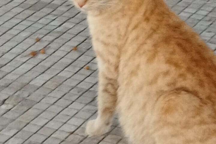 Başı yukarıda, yumuşak turuncu tüylü sokak kedisi, taş parke zeminde duruyor, dikkatle dışarı bakıyor, doğal ortamda yaşamını sürdüren kedinin sevimli ve özgür duruşu yansıtılıyor.