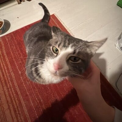 Yavru kedi sevgi ile okşanıyor, evde beslenen sevimli ve oyuncu kedi, kedi bakımına uygun ortamda mutlu ve sağlıklı, kedi dostları için ideal evcil hayvan.