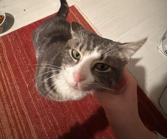 Yavru kedi sevgi ile okşanıyor, evde beslenen sevimli ve oyuncu kedi, kedi bakımına uygun ortamda mutlu ve sağlıklı, kedi dostları için ideal evcil hayvan.