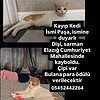 KAYIP KEDİMİZ PAŞA