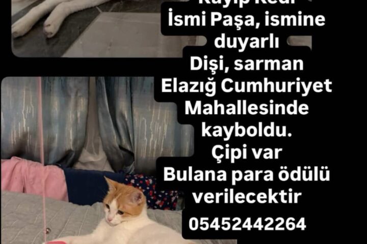 1. Kayıp sokak kedisi Paşa, Elazığ Cumhuriyet Mahallesi'nde kayboldu, ismine duyarlı. Sahiplenecek kişi lütfen iletişime geçsin.