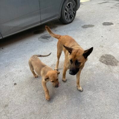 1. Sevgiyle bakılan iki kahverengi köpek, park halinde gri otomobilin önünde.