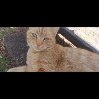 Yaralı sokak kedisi, sevimli turuncu kedi, Kırıkkuyu sokak hayvanları, kedi bakımı ve koruma, hayvan sevgisi, doğada özgür ve bakımsız kedi, hayvan koruma ve yardım, kedi fotografi.