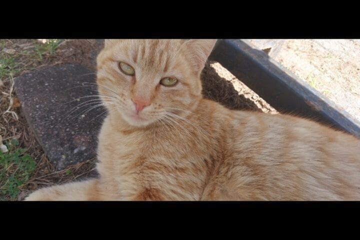 Yaralı sokak kedisi, sevimli turuncu kedi, Kırıkkuyu sokak hayvanları, kedi bakımı ve koruma, hayvan sevgisi, doğada özgür ve bakımsız kedi, hayvan koruma ve yardım, kedi fotografi.