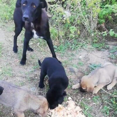 Sevimli köpek yavruları ve anne köpek, doğal ortamda yiyecek ararken, safkan yavrular ve sadık anne köpek, kırlık alanda sağlıklı yaşam ve hayvan sevgisi ile ilgili güzel bir görüntü.