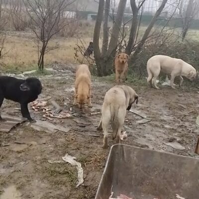 Sokak köpekleri ve yavru köpekler açık alanda, kemiklerle besleniyor, doğa ve şehir manzarasıyla birlikte kumsal ve bölgeyi keşfeden köpekler sağlıklı yaşam ve hayvan sevgisi vurgusu yapıyor.