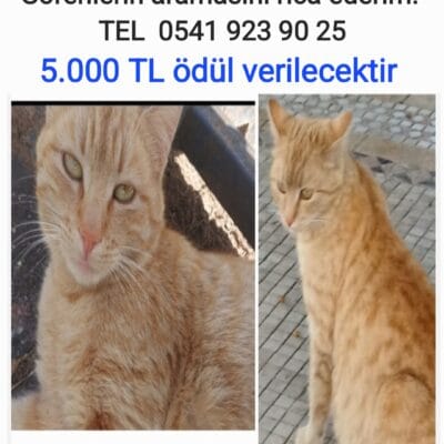 1. Sokakta kayıp olan kızıl tüylü kedi, bulunursa ödül verilecektir. 54119239025 numaralı telefona ulaşabilirsiniz.