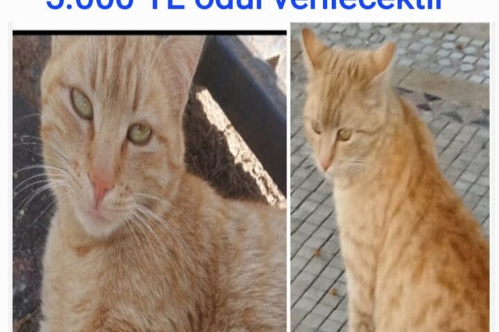 1. Sokakta kayıp olan kızıl tüylü kedi, bulunursa ödül verilecektir. 54119239025 numaralı telefona ulaşabilirsiniz.