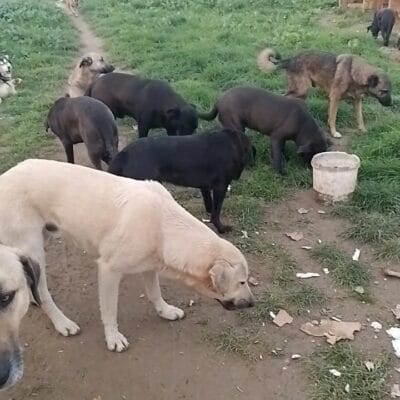 Sağlıklı ve sevgi dolu sokak köpekleri, doğal ortamda birlikte vakit geçiriyor, bakımı ve sahiplendirilmesi için ideal örnek.