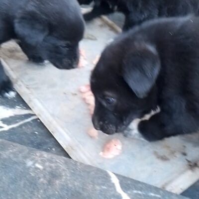 Minik köpek yavruları, doğal ortamda lezzetli kemikler ve ihtiyaçlarını giderirken şirin ve sevimli görünüyorlar. Köpekler, sevgiyle korunmalı ve bakılmalı, sağlıklı yaşam için doğru bakım önemli.