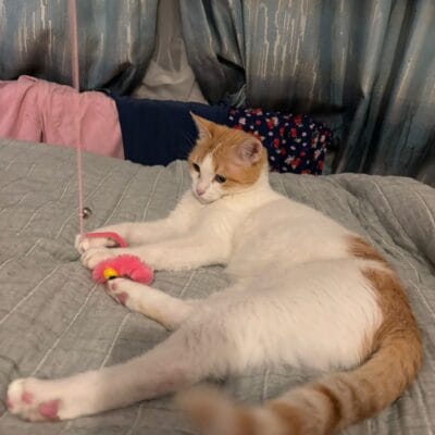 1. Yavru kedi ile oyuncak fare, rahat uyku ortamında evcil hayvan sevgisi ve kedi bakımı ile ilgili ideal görüntü.