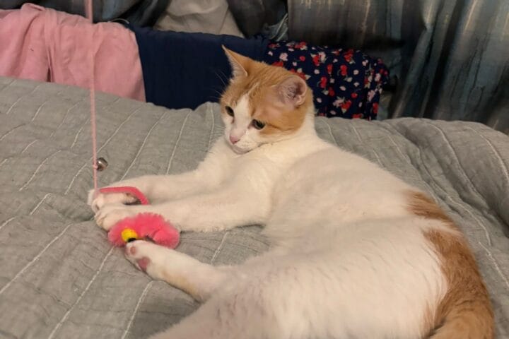 1. Yavru kedi ile oyuncak fare, rahat uyku ortamında evcil hayvan sevgisi ve kedi bakımı ile ilgili ideal görüntü.