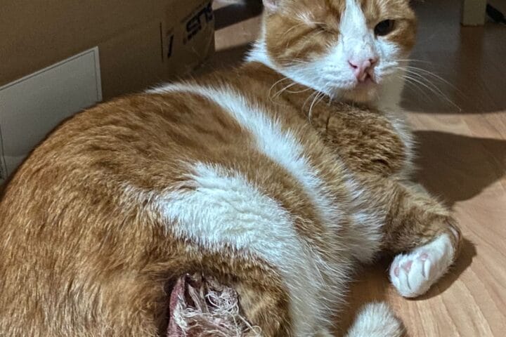 Tüyleri kirli ve şişmiş dişiyle saman rengi bir kedi, ev içi ortamda temizlik ve konfor sağlanmış. Kedinin sağ gözünü kapattığı ve kulaklarının dik olduğu detaylar, temizlik ve sağlık durumu hakkında bilgi verir.