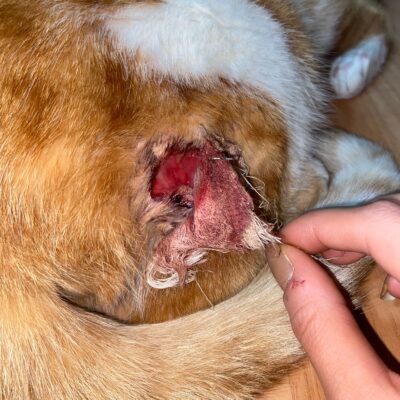 Ağızda cerrahi müdahale sonrası enfekte olmuş ve şişmiş köpek burunu, veteriner tedavisi ve bakımın önemini vurgulayan detaylı görüntü.