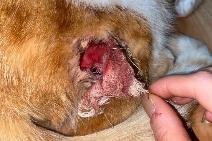 Ağızda cerrahi müdahale sonrası enfekte olmuş ve şişmiş köpek burunu, veteriner tedavisi ve bakımın önemini vurgulayan detaylı görüntü.