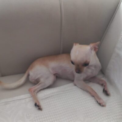 Sevimli küçük köpek yavrusu, rahat bir yerde uyuyor, bej renkli, kompakt ve tatlı, evcil hayvanlar ve köpek sevgisi için ideal, bakımlı ve sağlıklı, yavru köpekler, kedi köpek bakım, sevimli evcil hayvanlar.