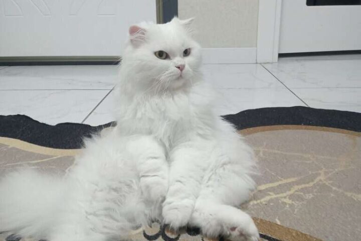 Beyaz uzun tüylü evcil kedi, şık ve bakımlı görünümle rahat bir şekilde yere uzanmış.