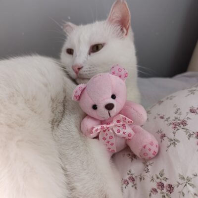 Kedi ve oyuncak ayı ile rahat ve huzurlu anlar, kedinin yumuşak tüyleri ve sevimli oyuncak detayları ön plana çıkıyor. Bu sevimli görüntü, hayvan sevgisi ve evcil dostlar ile ilgili içeriklerde kullan.