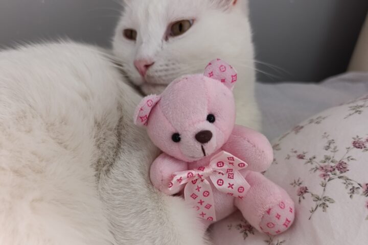 Kedi ve oyuncak ayı ile rahat ve huzurlu anlar, kedinin yumuşak tüyleri ve sevimli oyuncak detayları ön plana çıkıyor. Bu sevimli görüntü, hayvan sevgisi ve evcil dostlar ile ilgili içeriklerde kullan.