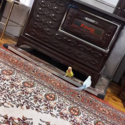 Köpekler için ısıtıcı soba, evde sıcaklık sağlayan güvenli ve kullanışlı bir ısıtma cihazıdır. Pati dostlarımızın konforu ve güvenliği için ideal bir seçimdir.