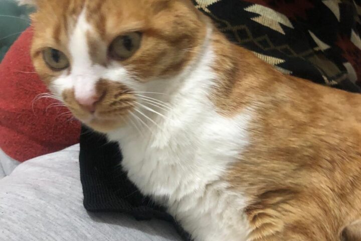 Sokakta patileriyle kahraman olmak isteyen sevimli kedi.