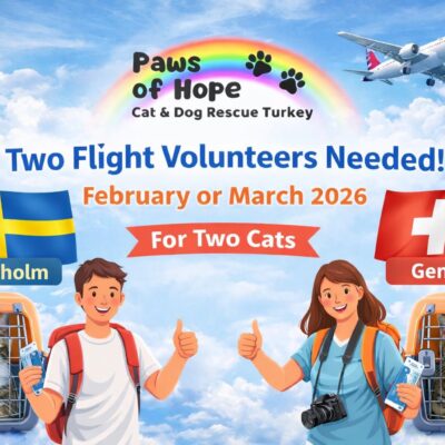 Uçakta taşıma kutularında kediler ve köpekler, yardım elini uzatan gönüllülerle birlikte.