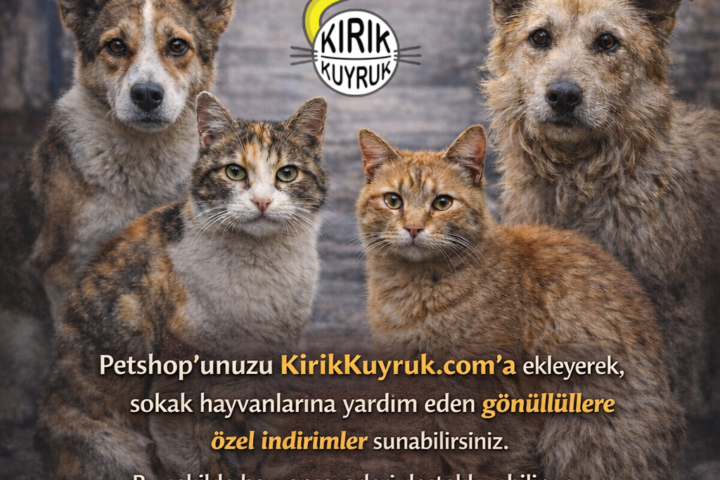 Köpek ve kedi dostlarımıza destek olun, Kirik Kuyruk ile sokak hayvanlarına yardım edin.
