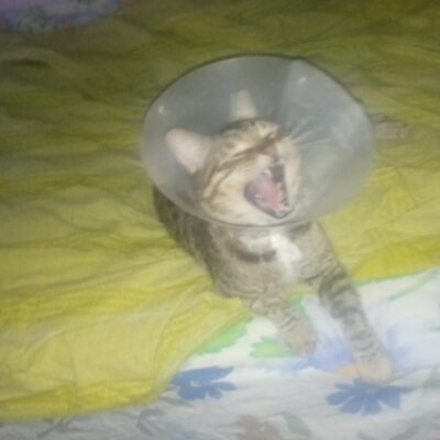 Kedinin Boynuzlukla Sokakta Kahraman Olması.