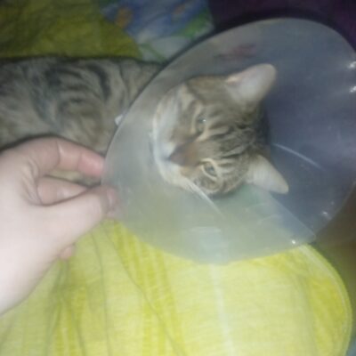 Sokakta yaralanmış veya hasta kedilere yardım eden hayvan severler, onların sağlığı ve güvenliği için mücadele ediyor. Bu görselde, bir kedinin boynuna takılmış koruyucu eyerle, sokakta hayvanlara des.