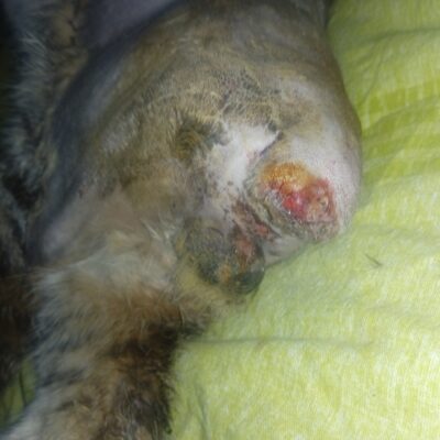 Beş parmaklı köpek yarası ve enfekte olmuş bölge, sokak köpekleriyle ilgili sağlık sorunlarına dikkat çekiyor.