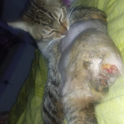 Sağlıklı ve mutlu bir kedi için düzenli veteriner kontrolleri ve sevgi dolu bakım şarttır. Bu görselde, kedinizin iyileşme sürecinde gösterdiği sevgi ve dikkat ön plana çıkıyor. Kedinizin sağlığına ön.