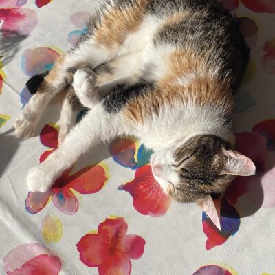 Kedimizin sokakta yürüyüş yaparken, güneş ışığında rahatlaması ve doğayla iç içe olması.