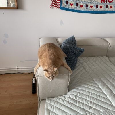 Kedimiz kanepede duruyor, evde rahat ve mutlu görünüyor. Onunla ilgilenirken, evin sıcak atmosferini ve kedinin sevimli duruşunu yakalıyoruz. Bu fotoğraf, evcil hayvan sevgisini ve kedilerin rahat yaş.