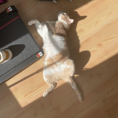 Güneş ışığında yerde yatan kedi, önünde balık ve egzersiz ekipmanı ile sokaklarda patilerini kullanarak hayvan dostlarımızın gücünü ve özgürlüğünü simgeliyor.