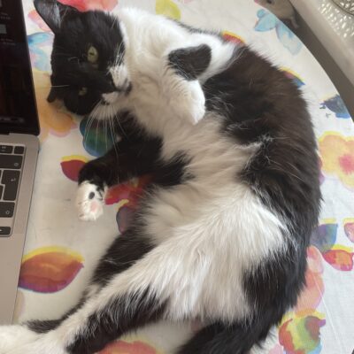 Sevimli siyah beyaz kedi, sokakta patileriyle kahraman olmaya hazır. Yumuşak tüyleri ve dikkat çekici gözleriyle, sokaklarda sevgi ve koruma simgesi.