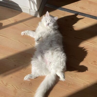 Sokakta patileriyle kahraman olan kedimiz güneş ışığında uzanmış, rahat ve mutlu.