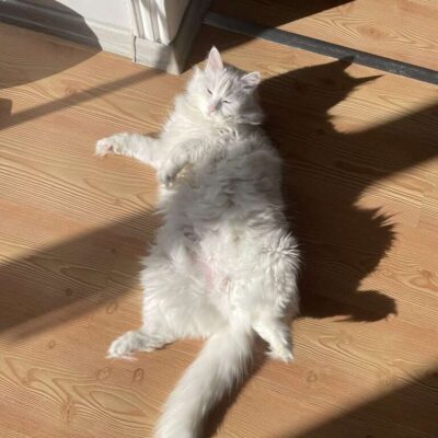 Güneş ışığında uzanmış, rahatlamış ve mutlu bir kedi. Sokaklarda patilerini kullanarak kahraman ol, bizim patilerimizle sokaklarda fark yarat.