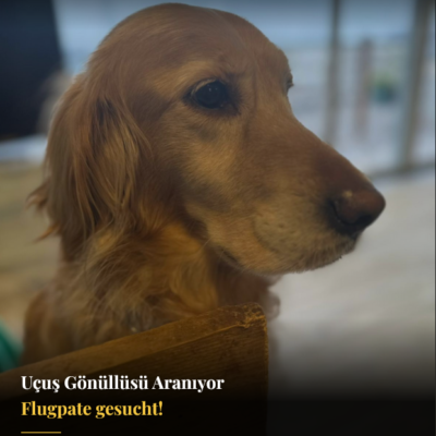 Bizim patilerimizin sokakta kahramanı olun.