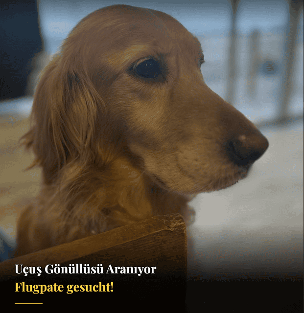 Bizim patilerimizin sokakta kahramanı olun.