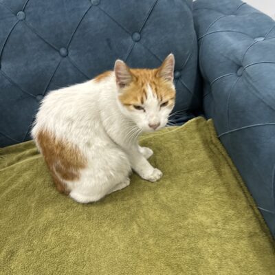 Sokakta kahramanlarımızdan biri olan sevimli kedi, cesur ve özgür ruhuyla dikkat çekiyor. Onunla birlikte sokakların kahramanı olun, sevgi ve koruma dolu bir yaşamı paylaşın.