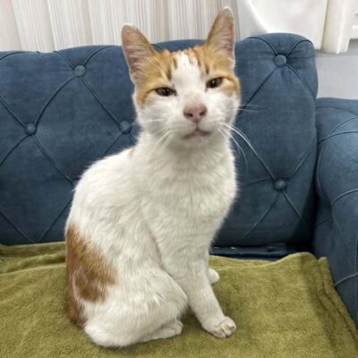 Sokakta ayak izleriyle ilgilenen sevimli kedi, kedilerin sokak yaşamını ve maceralarını yansıtan etkileyici bir görüntü.