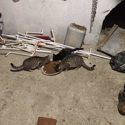 Beş minik kedi, sokakta kahvaltı ederken, çevredeki çeşitli eşyalar ve duvar üzerindeki renkli graffiti ile birlikte, sokak hayvanlarının yaşam mücadelesi ve sevgi dolu anları yansıtılıyor. Bu görüntü.