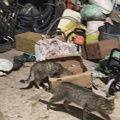 Köpekler sokakta macera peşinde, çevredeki atıklar ve eşyalar arasında keşif yaparken. Bu sevimli ve meraklı köpekler, sokak yaşamının doğal ve özgür ruhunu yansıtıyor. Onların cesur ve bağımsız doğas.