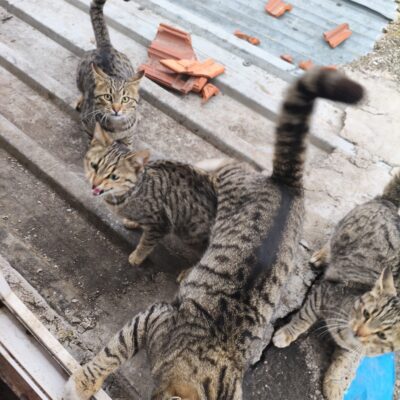 Sokakta kahraman kedilerimizle birlikte, onların maceralarını ve yaşam mücadelelerini yakından gözlemleyin. Bu sevimli ve cesur kediler, sokakların gerçek kahramanlarıdır.