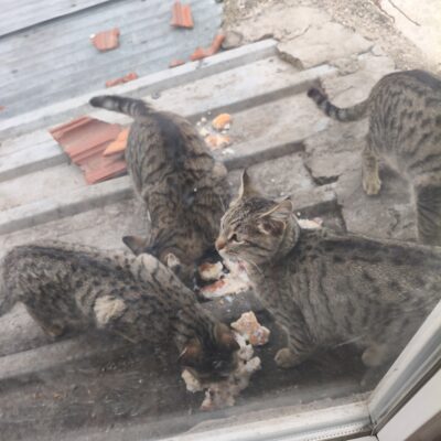 Sokakta kedilerle birlikte kahvaltı yapan sevimli kediler, doğal ortamlarında besleniyor ve oyun oynuyor. Bu görüntü, hayvan sevgisini ve sokak hayvanlarına destek olmayı teşvik ediyor. Kedilerin mera.