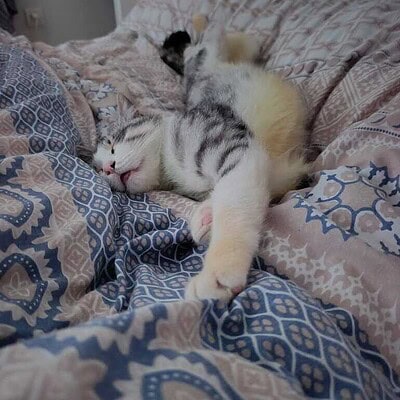 Sokakta patileriyle kahraman olmaya hazır, uyuyan sevimli kedi.