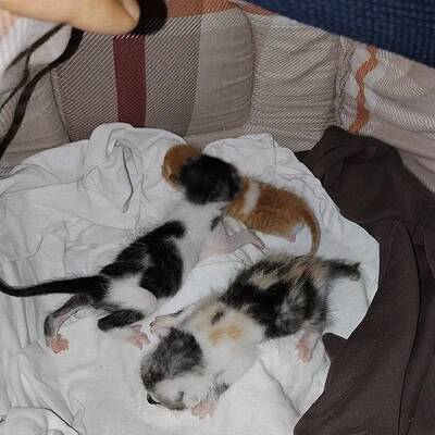 Yavrularımızın sevimli ve enerjik halleriyle sokakta kahraman olmaya hazırlar.